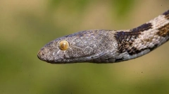 Snake cat običan
